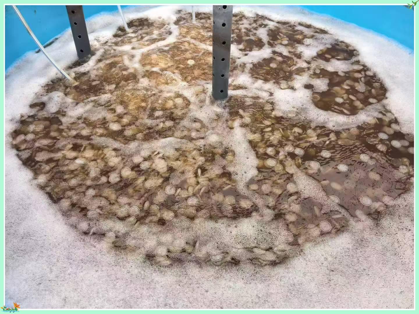 Hoe MBBR-biomedia de biologische afvalwaterzuivering verbeteren