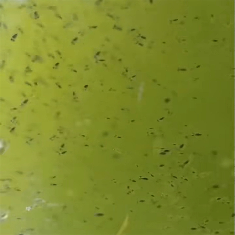 hoeveel biologisch filtermateriaal per gallon