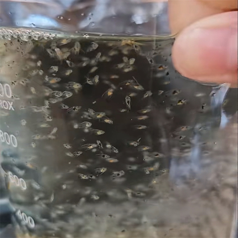 hoeveel biologisch filtermateriaal per gallon